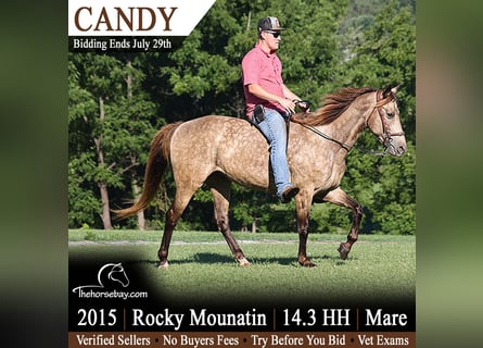Rocky Mountain Horse, Stute, 11 Jahre, 150 cm, Buckskin