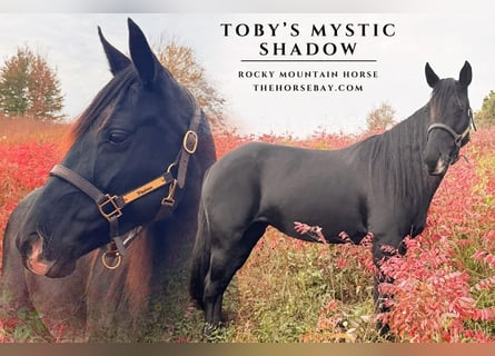 Rocky Mountain Horse, Stute, 16 Jahre, 152 cm, Rappe