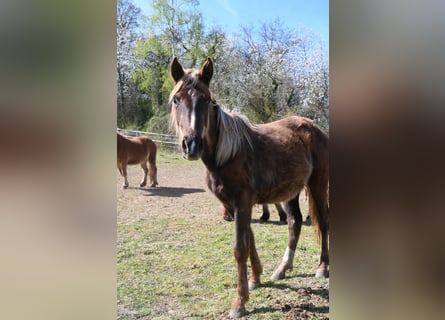 Rocky Mountain Horse, Stute, 1 Jahr, 140 cm, Rappe