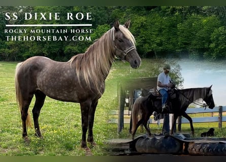 Rocky Mountain Horse, Stute, 8 Jahre, 152 cm, Hellbrauner