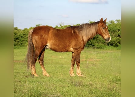 Rocky Mountain Horse, Wałach, 14 lat, 150 cm, Izabelowata
