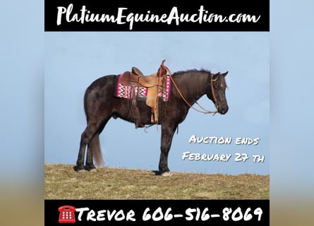 Rocky Mountain Horse, Wałach, 15 lat, Ciemnokasztanowata