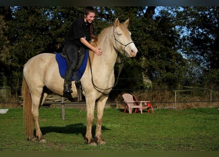 Rocky Mountain Horse, Wałach, 8 lat, 147 cm, Cremello