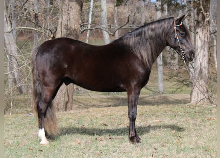 Rocky Mountain Horse, Wallach, 10 Jahre, Brauner