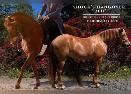 Rocky Mountain Horse, Wallach, 11 Jahre, 147 cm, Rotfuchs