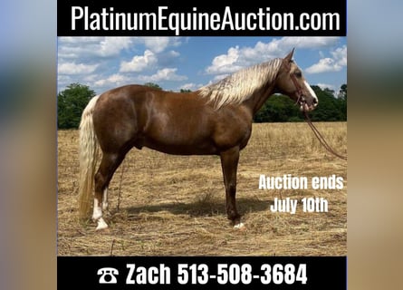 Rocky Mountain Horse, Wallach, 11 Jahre, 157 cm, Palomino