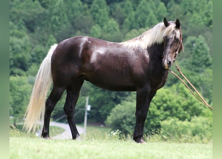 Rocky Mountain Horse, Wallach, 14 Jahre, 155 cm, Brauner