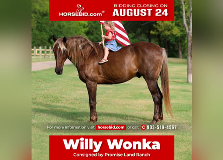 Rocky Mountain Horse, Wallach, 15 Jahre, Brauner