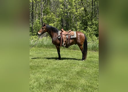 Rocky Mountain Horse, Wallach, 16 Jahre, 155 cm, Rotbrauner