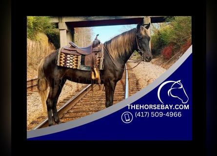 Rocky Mountain Horse, Wallach, 3 Jahre, 155 cm, Brauner
