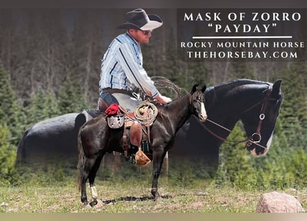 Rocky Mountain Horse, Wallach, 4 Jahre, 163 cm, Brauner