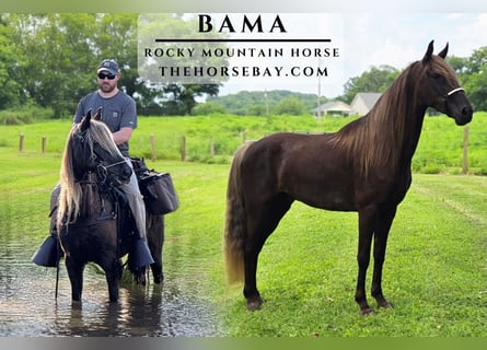 Rocky Mountain Horse, Wallach, 5 Jahre, 157 cm, Brauner