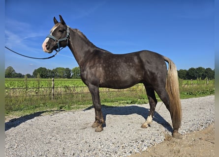 Rocky Mountain Horse, Wallach, 7 Jahre, 158 cm