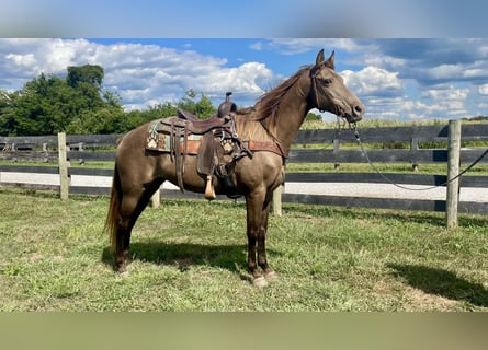 Rocky Mountain Horse, Yegua, 12 años, Champán