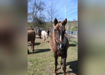 Rocky Mountain Horse, Yegua, 1 año, 140 cm, Negro
