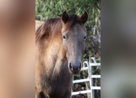 Rocky Mountain Horse, Yegua, 4 años, 147 cm, Champán