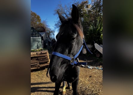 Rocky Mountain Horse, Yegua, 4 años, 153 cm, Negro