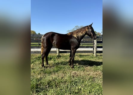 Rocky Mountain Horse, Yegua, 5 años, 152 cm, Castaño