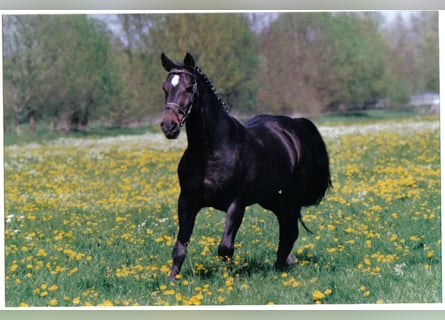 Caballo de Holstein, Semental, 42 años, 171 cm, Castaño oscuro