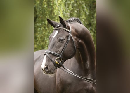 Hannoveriano, Semental, 31 años, 168 cm, Negro