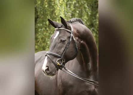 Hanoverian, Stallion, 29 years, 16.1 hh, Black