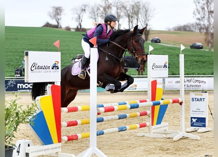 Rottaler, Giumenta, 6 Anni, 168 cm, Baio scuro