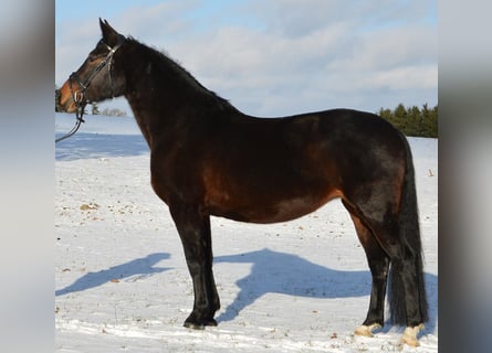 Rottaler paard, Merrie, 10 Jaar, 168 cm, Donkerbruin
