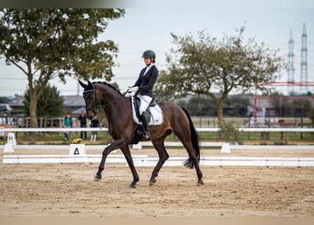 Rouan bai, Hongre, 12 Ans, 175 cm, Bai brun foncé