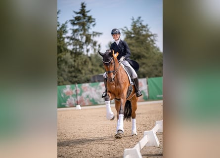 Rouan bai, Hongre, 12 Ans, 175 cm, Bai