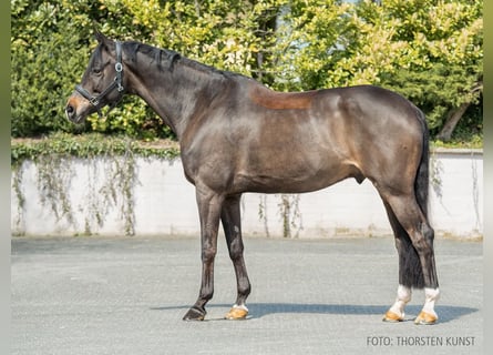 Rouan bai, Hongre, 13 Ans, 172 cm, Bai brun foncé