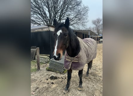 Rouan bai, Hongre, 17 Ans, 160 cm, Bai