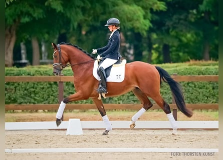 Rouan bai, Hongre, 3 Ans, 167 cm, Bai