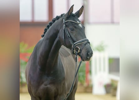 Rouan bai, Hongre, 4 Ans, Noir