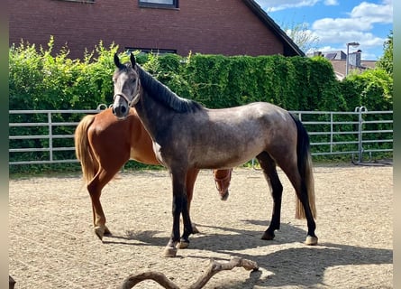 Rouan bai, Hongre, 5 Ans, 152 cm, Gris