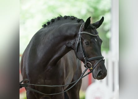 Rouan bai, Hongre, 5 Ans, 164 cm, Noir