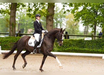 Rouan bai, Hongre, 8 Ans, 169 cm, Alezan brûlé