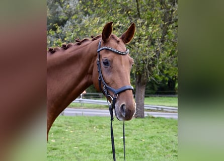 Rouan bai, Jument, 10 Ans, 160 cm, Alezan