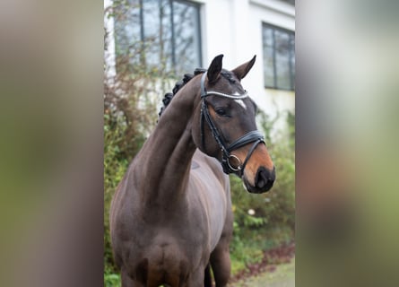 Rouan bai, Jument, 11 Ans, 168 cm
