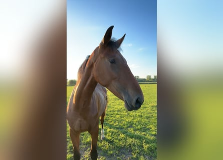 Rouan bai, Jument, 3 Ans, 172 cm, Bai