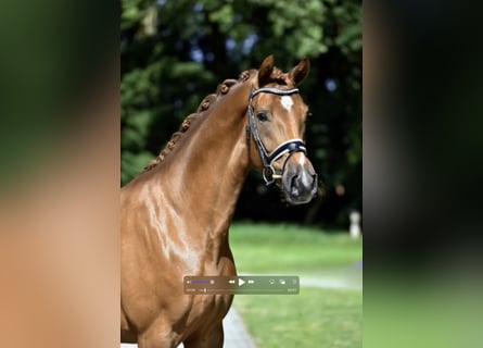 Rouan bai, Jument, 4 Ans, 166 cm, Alezan