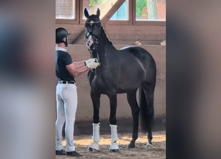 Rouan bai, Jument, 4 Ans, 167 cm, Bai brun