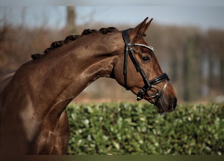 Rouan bai, Jument, 4 Ans, 170 cm, Alezan brûlé
