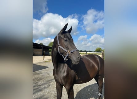 Rouan bai, Jument, 4 Ans, 170 cm, Noir