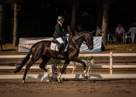 Rouan bai, Jument, 4 Ans, 172 cm, Bai brun foncé