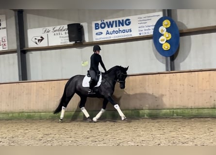 Rouan bai, Jument, 8 Ans, 165 cm, Noir