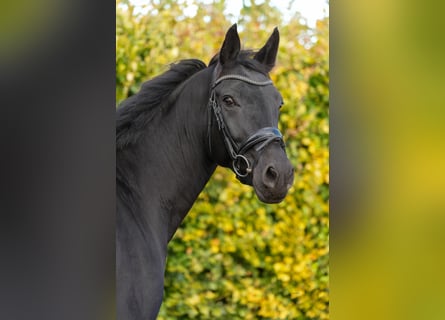 Rouan bai, Jument, 9 Ans, 165 cm