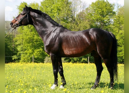 Caballo de Holstein, Semental, 35 años, 168 cm, Castaño oscuro
