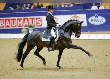 Oldenburgo, Semental, 28 años, 170 cm, Castaño oscuro