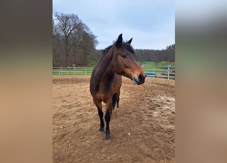 Russisches Reitpferd, Stute, 5 Jahre, 155 cm, Brauner