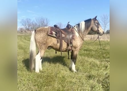 Saddlebred americano, Caballo castrado, 13 años, 147 cm, Buckskin/Bayo